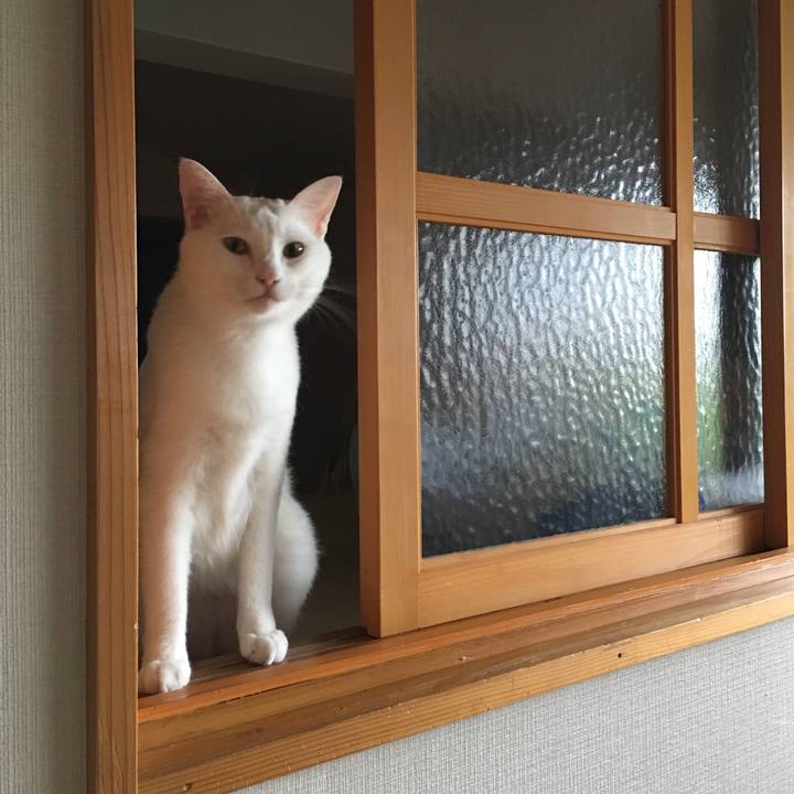 A2713d0b c583 428c b64a 1e3a7236c9b4 1527852942836