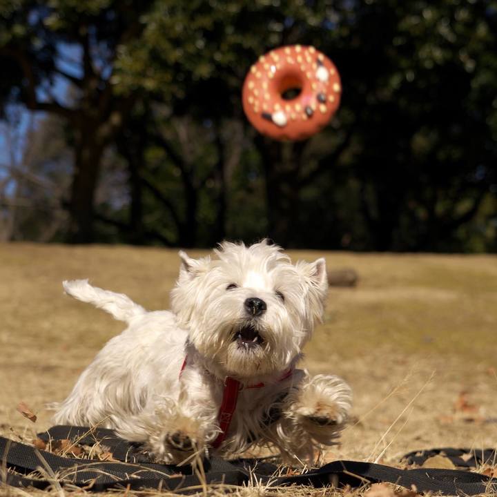 A272d3a9 aa74 4bcc b327 4221e6059691 1515977415789