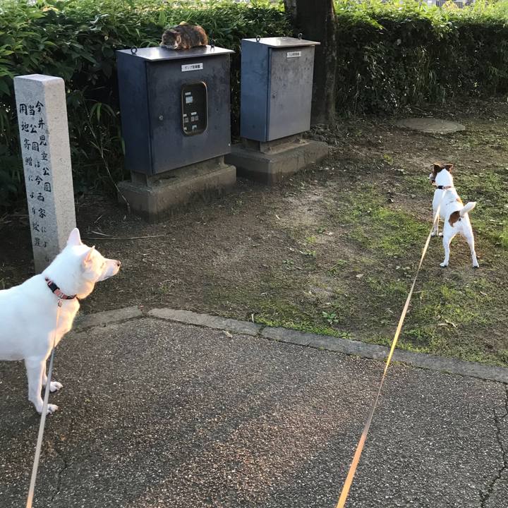 A2732edf 1017 4865 a9c4 92e00f40b7fb 1528542877317