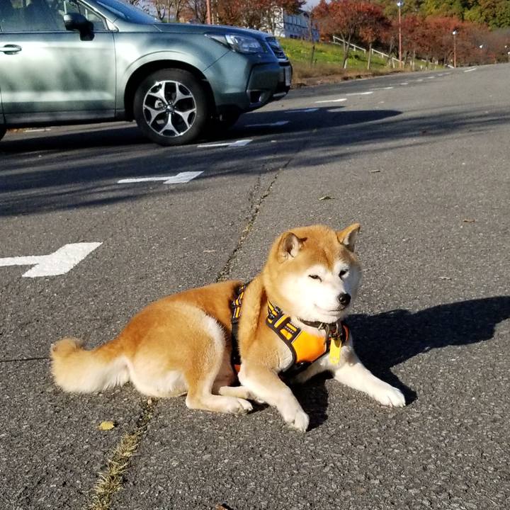 A276fea7 2a77 4edf 87b3 8ee1d2ed5077 1604388654674