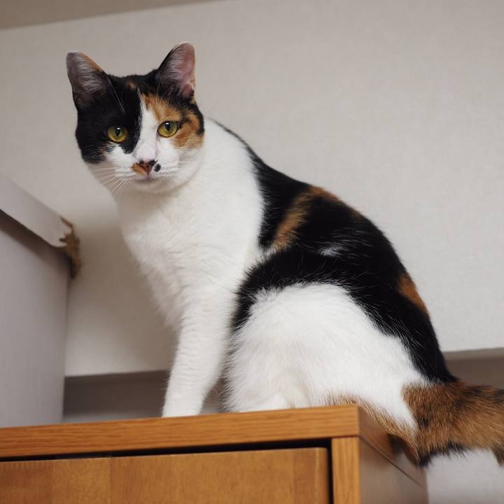 A278d541 cdb1 40c7 88c1 aa5c96453b61 1533729291254