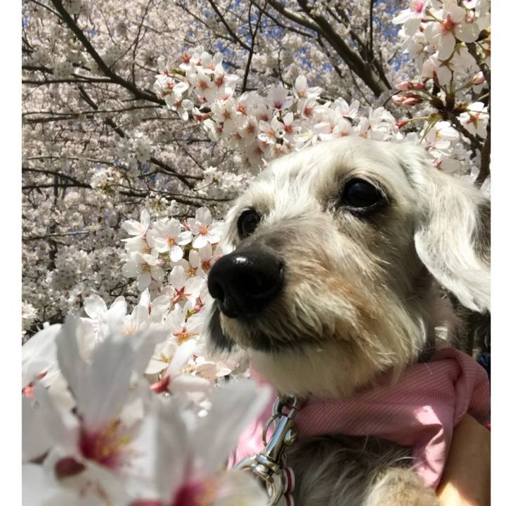 A27b670a db34 408e 8cd9 da7ddb0a2917 1522385211018