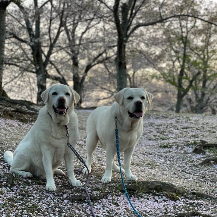 A27b8d15 4999 4867 98e0 22e4382c503c 1764222796042