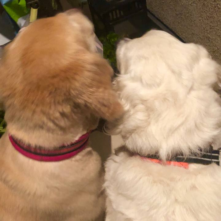 A27f7860 98f4 4daa 8b05 ee4a535576df 1561279894104