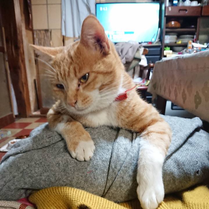 A282218f b8e6 4ae1 8a61 bfb2fcf86373 1572004483741