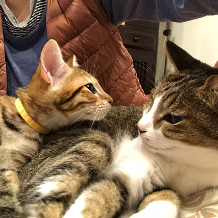 A287778d 5d75 408a a82c b223bc235b7c 1542334657079