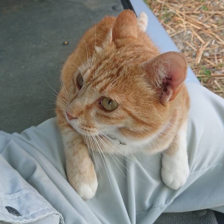 A28c8340 8a1f 48fa 8ccb 0911fffc0c45 1592299448402