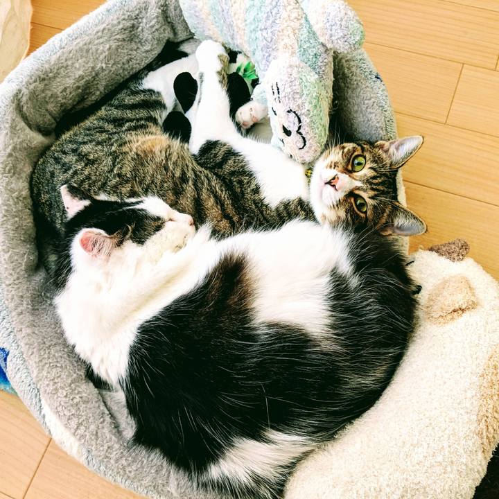 A28e4102 0796 42ab bde3 0b6e9a4fcae1 1549095397797