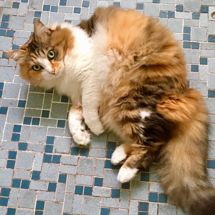 A28e9195 86b7 4885 80f6 c80f62403439 1559703246038