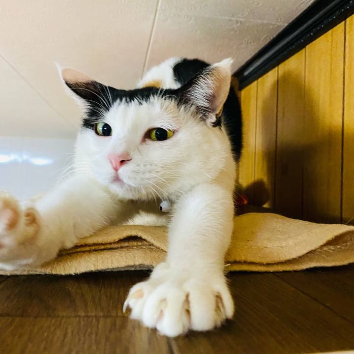 A28fc03e 2c4a 4040 8d4f 45ab70eb8aba 1668804807524