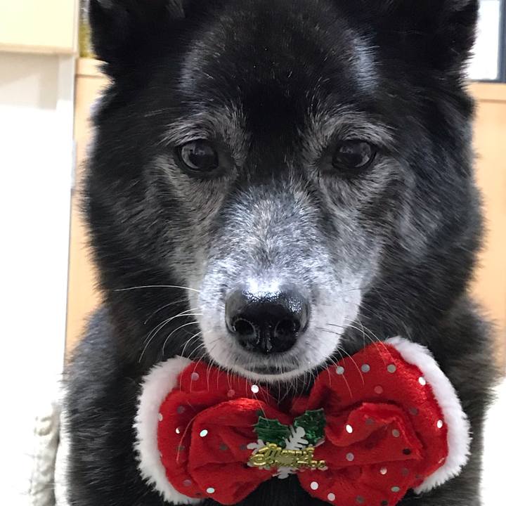 A2947dc4 e708 4f24 8eaf e6d114b178c3 1608890643847