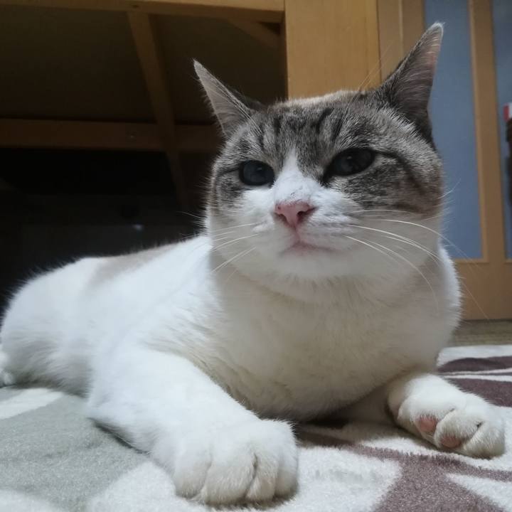 A29d0406 1874 45af 9c9c 4064c7d2b13a 1513084920742