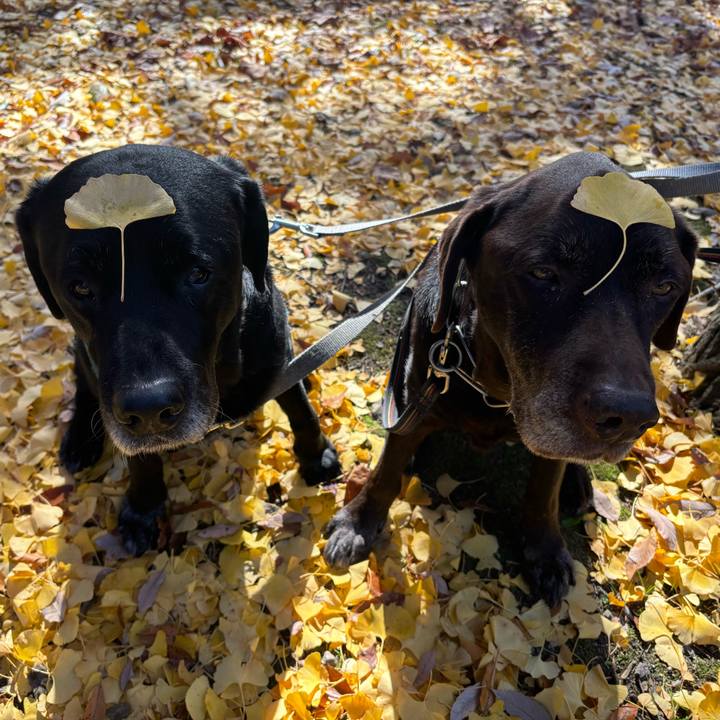 A29e20d8 6e24 4c5a afb3 b39b03c9c125 1765025137480