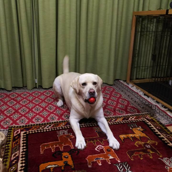 A29e48e8 1cdf 492a 8107 f464d71f3ea2 1573039647281