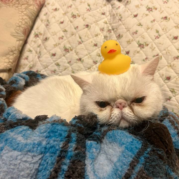 A29ea218 056a 4431 b73b 43cd8df649b5 1734255647813