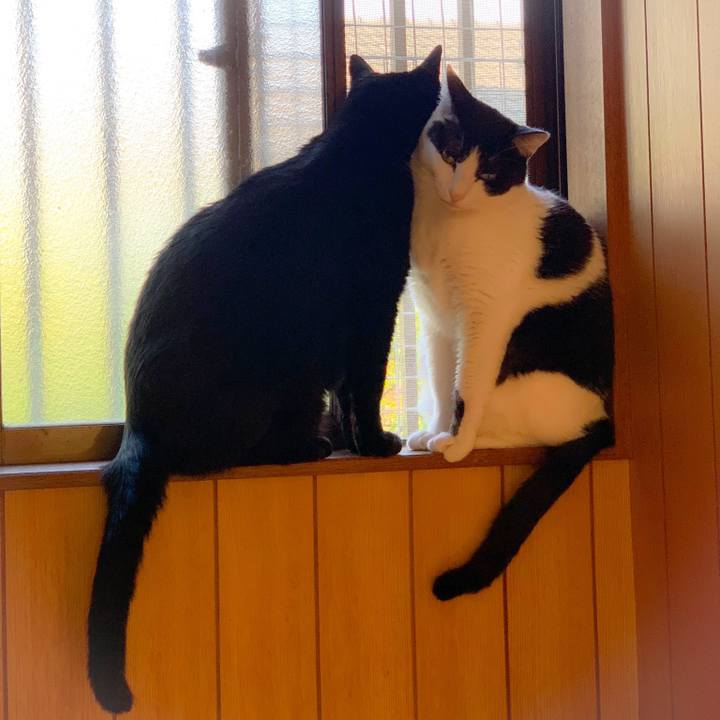 A2a1ab0c cbde 42a1 83b7 36ec33875939 1560045213894