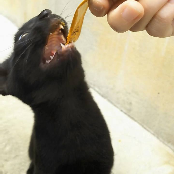 A2a411e2 1ec0 4af0 99d6 edf79e93a9ce 1537761445514