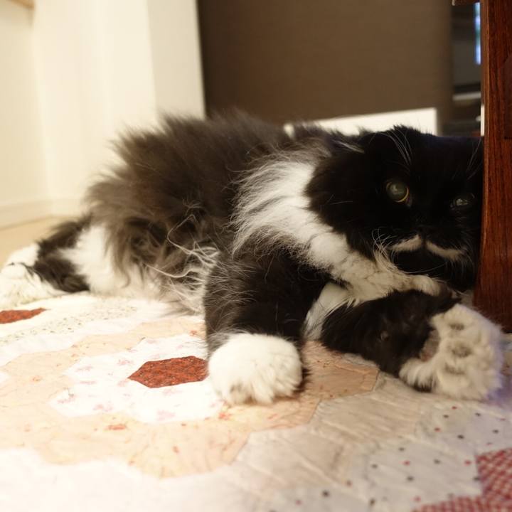 A2a58787 00d2 4103 9b5b c446cb58743f 1551974273481