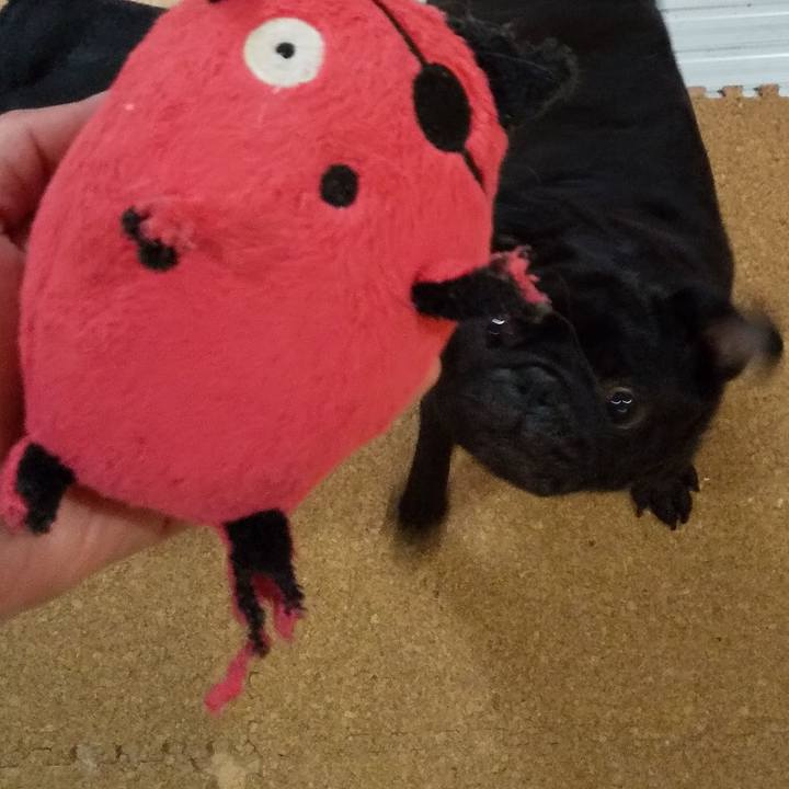 A2a5b38c 8895 4afc a86c f8e2bbc316b4 1589029270159