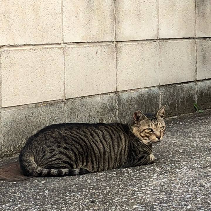 A2a5d4c2 7d0d 42d8 893a 51d3a99fb20f 1539320689719