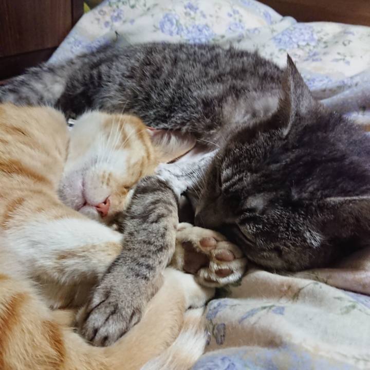 A2a65e4e f847 4068 a0c1 4809d83ed1e2 1588163659050