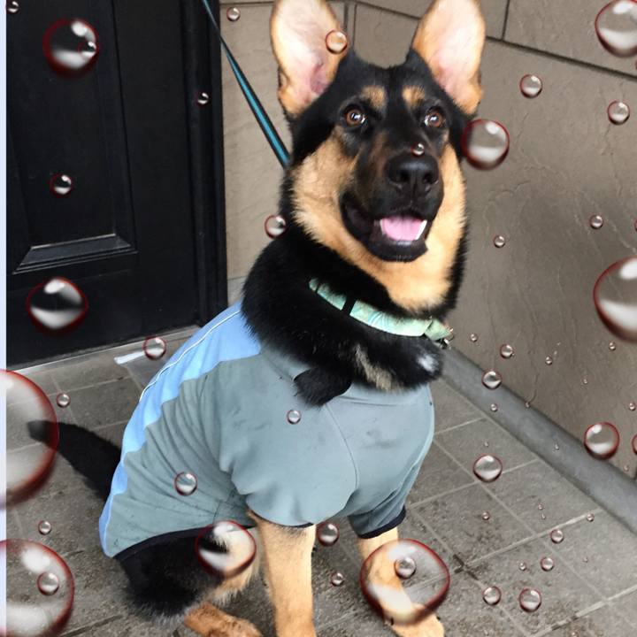 A2a68e83 2a2b 4301 b4c0 f4ac954af900 1521506462804