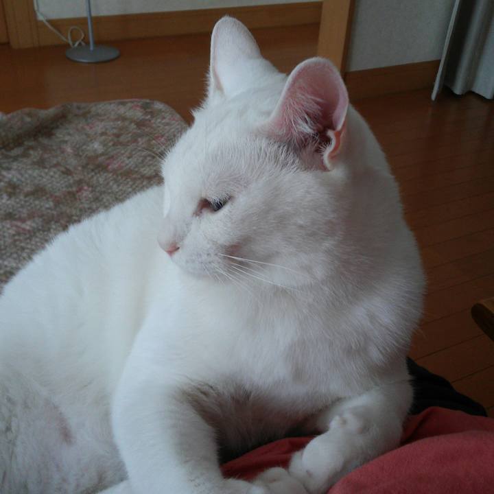 A2a7b1fd 9b34 484a b719 8ef3f8ce6850 1528762205459