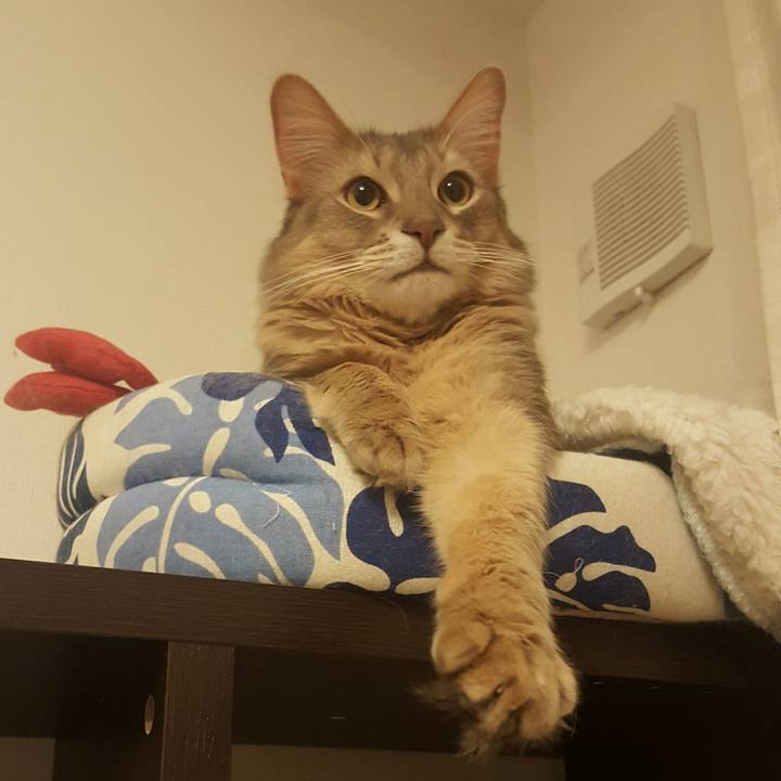 A2a8b981 8dc9 462e bc88 6958a72678b8 1518875297056