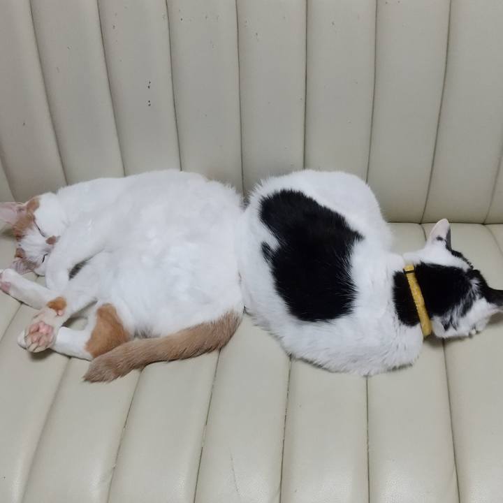 A2a9cf5d dbb6 40c4 85e9 d605aac4dcf1 1693293810808