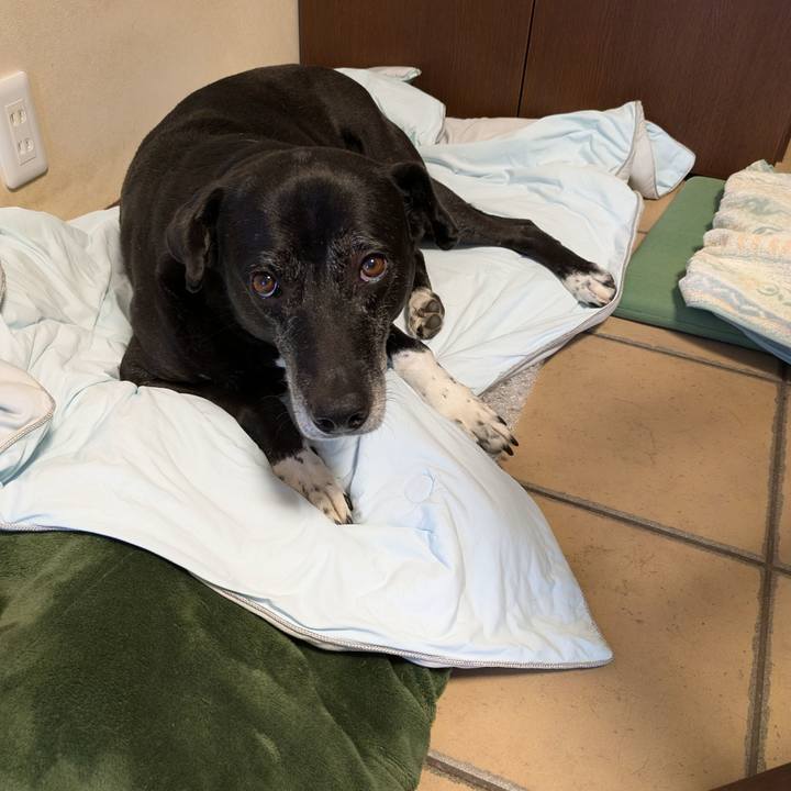 A2aad0c1 5b51 4ecf 809d cfa8616fda63 1747704291449