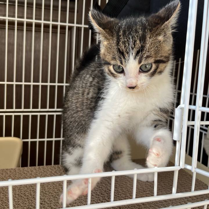 A2aadb9c e3ae 422f bc4c 40be6492266c 1765165215665