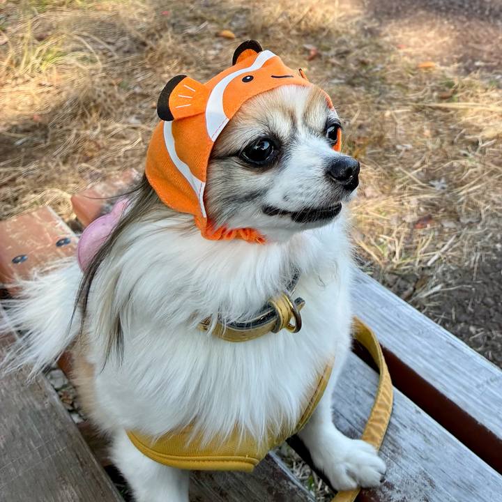 A2ab7cf9 72c0 4fbe b46c c44d1424aa69 1762586290987