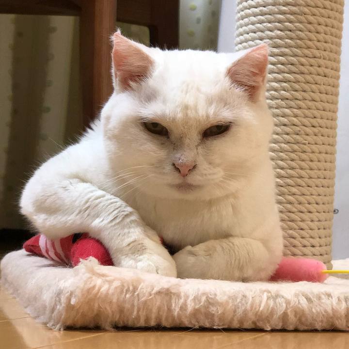 A2af2080 9330 4fc7 a0e1 f67810265e20 1542617454524