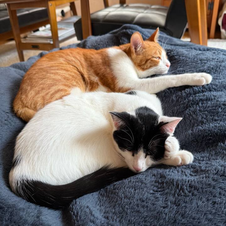 A2af2733 d2e0 40cd 8f4c ed1d046d2ecc 1765408526675