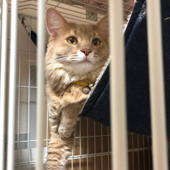 A2af4e27 4139 439a a7d4 5b1b199b4a04 1604304032941