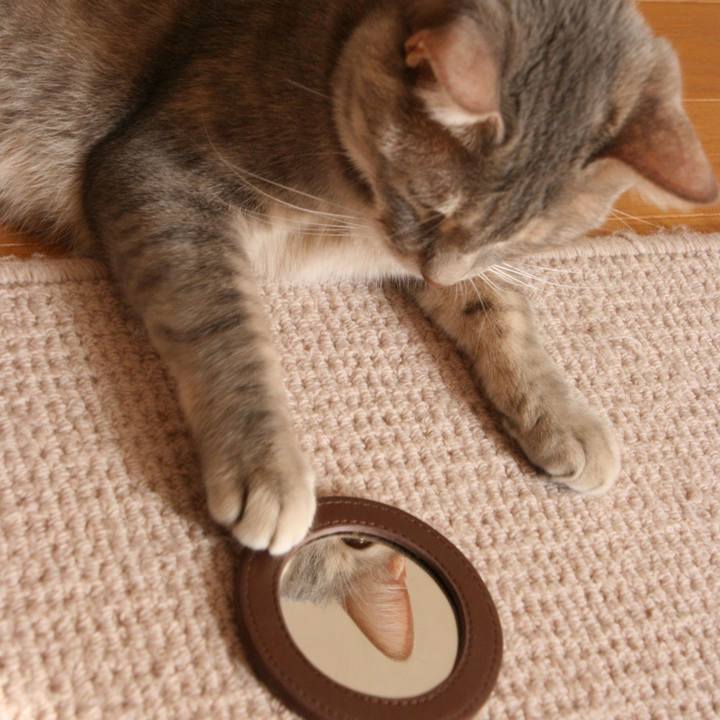 A2af61e6 42a4 4074 8dee 974178cdf5c0 1524990062817