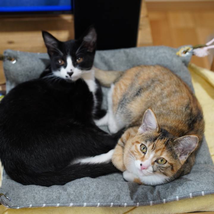 A2af82bd 7f0e 4544 b4c4 e59add852cda 1572098381410