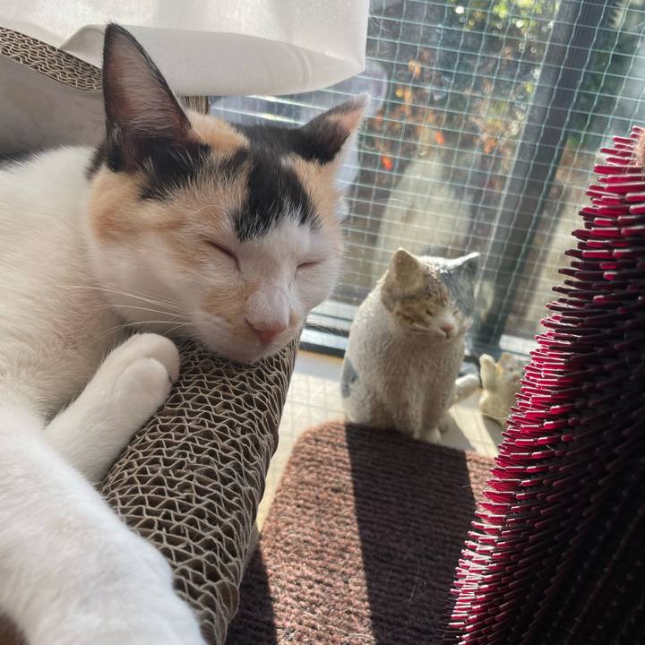 A2b07294 042d 4c2f abd7 be00a54bfa6a 1676934708970