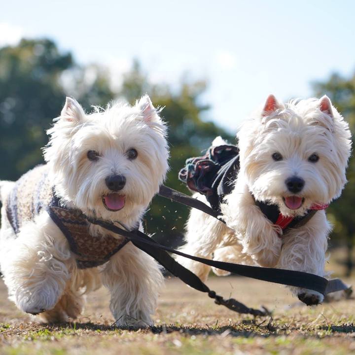 A2b30426 e7a8 4fa2 9d39 59ece22558a7 1519947388411