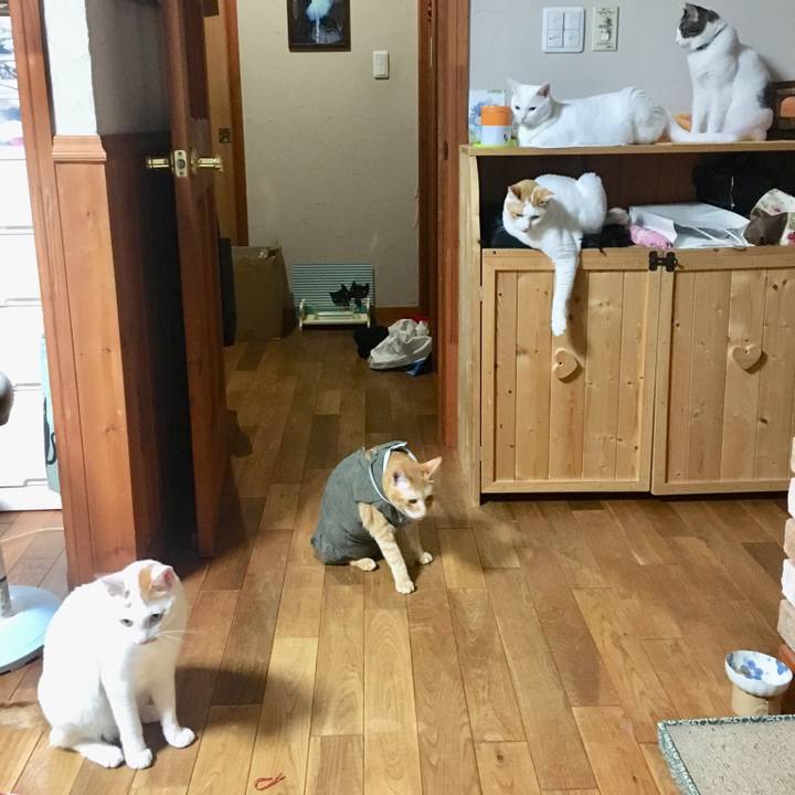 A2b331e4 f09d 4bd9 aec0 71d7d004c658 1531227187849