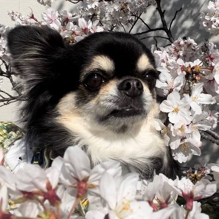 A2b4dbb9 3193 411c bee1 599e62fc8a9d 1680071299546