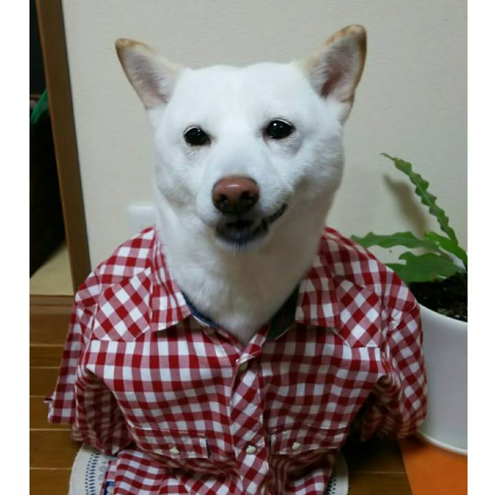 A2b63194 6925 4298 801c 43824912e37c 1546822979903