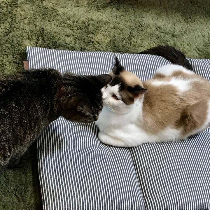 A2b72c0d 1bc2 4c79 81d8 32011c09bf31 1593489015206