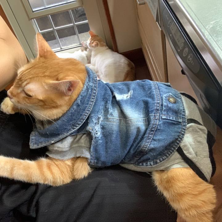 A2b743c1 264c 4e5c b581 e59c886e6b7c 1660686311454