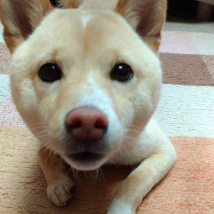 A2b8d921 2e80 4442 8ae0 ab2de2880dc0 1521267417643