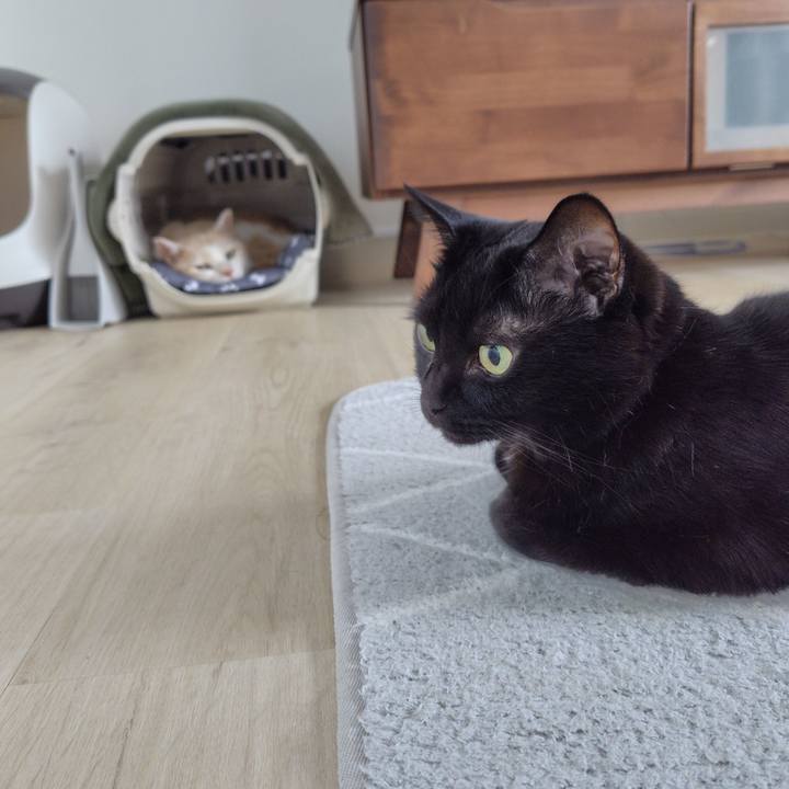 A2b94c69 3db5 4cd5 9b0e 8cb65d7559e3 1727216788072