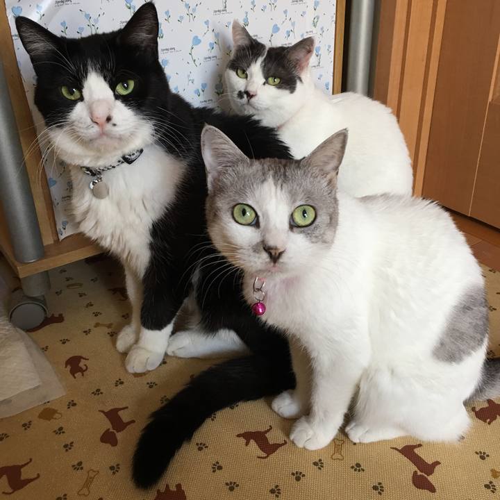 A2bbc2b1 a911 40d7 ae5b 4788e94ae823 1565146163149