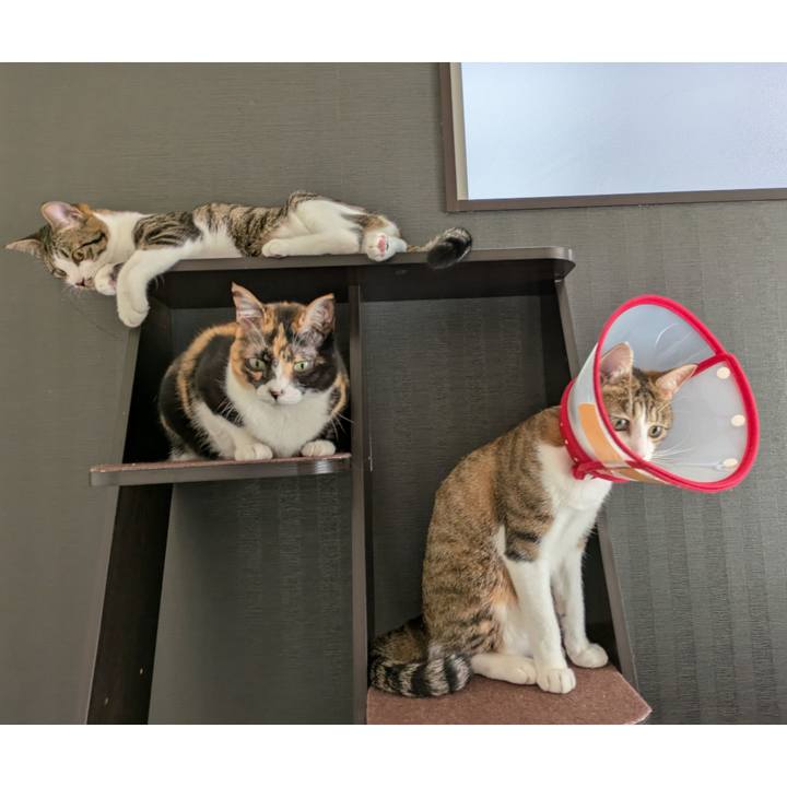 A2bca29b 1ceb 44ca 8b0f c736ef7a3387 1749623341113