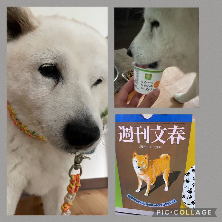 A2bd4c0e f700 4626 99c1 c9d0dd720cdc 1686463660842