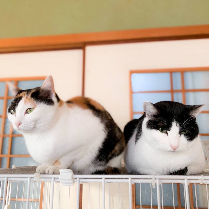 A2bdbcb9 83b4 41db a941 62516f2da796 1584237394589